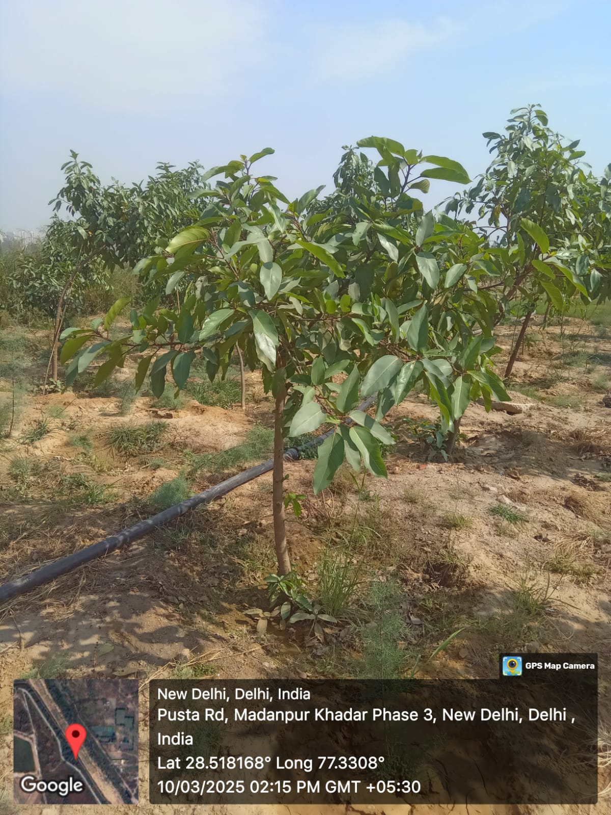 Compensatory Afforestation